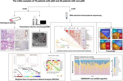 Mitochondria-related genes and metabolic profiles of innate and adaptive immune cells in primary Sjögren’s syndrome